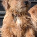 Norfolk Terrier And Yorkie Mix