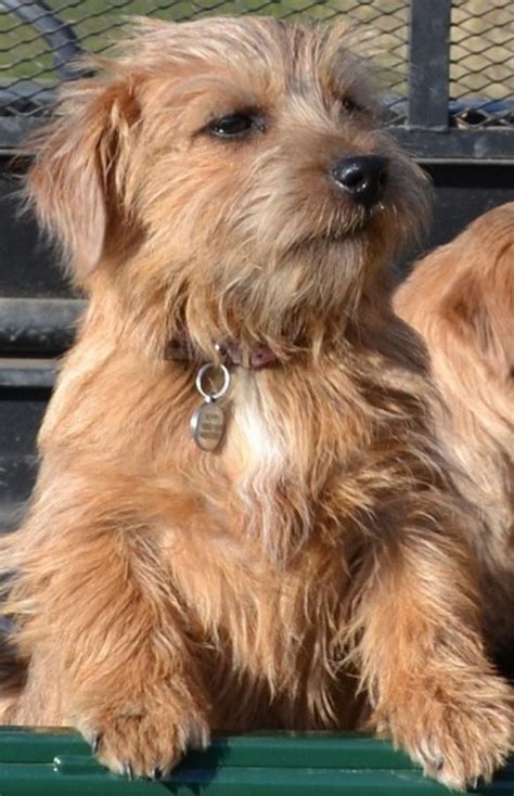 Norfolk Terrier And Yorkie Mix