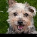 Norfolk Terrier Cross Yorkie