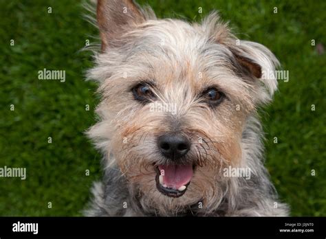 Norfolk Terrier Cross Yorkie