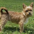 Norwich Terrier Yorkie Mix