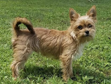 Norwich Terrier Yorkie Mix