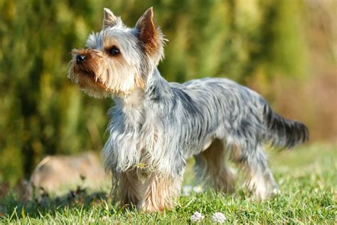 Old Yorkie Terrier