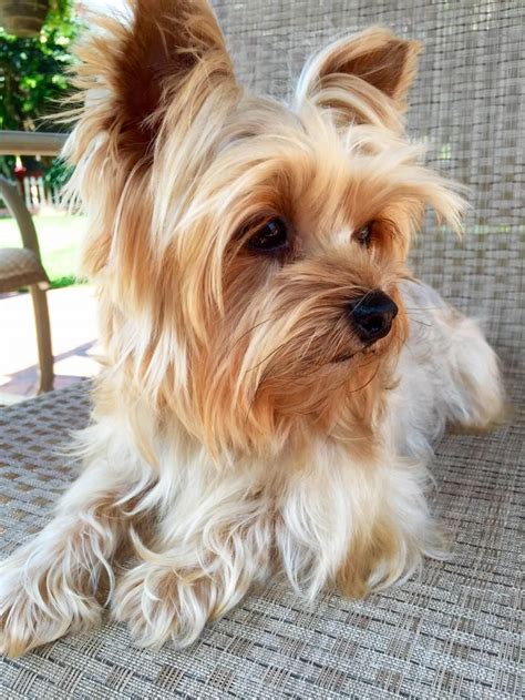 Old Yorkshire Terrier