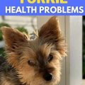 Older Yorkie health problems