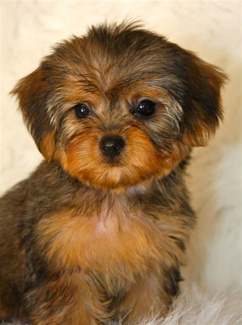 Oldest Yorkie Poo Ever