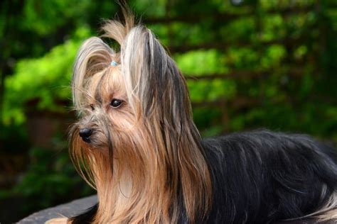 Original Yorkie Breed Purpose