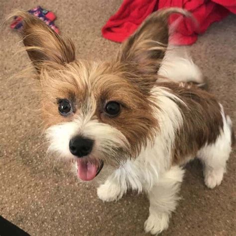 Papillon And Yorkie Mix