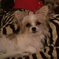 Papillon Yorkie Mix Black