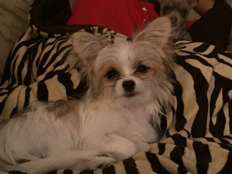 Papillon Yorkie Mix Black