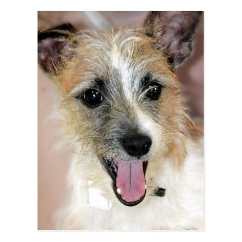 Parson Russell Terrier Yorkie Mix