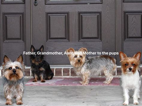 Parti Gene In Yorkies