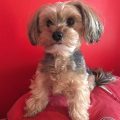 Parti Yorkie Maltese Mix