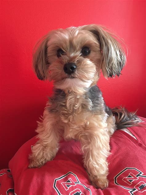 Parti Yorkie Maltese Mix