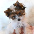 Parti Yorkie Poo Price