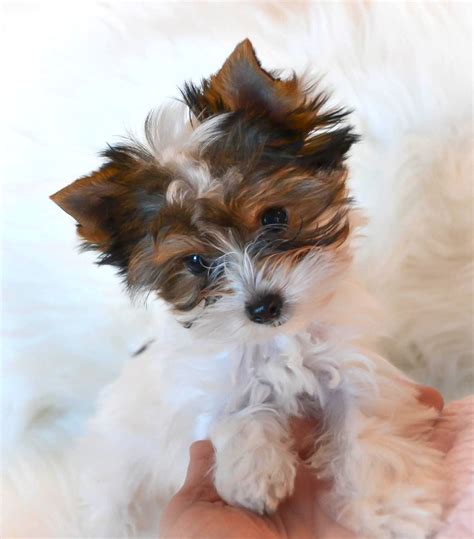 Parti Yorkie Poo Price