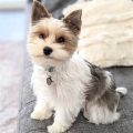 Parti Yorkie Puppy Cut