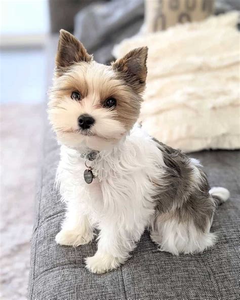 Parti Yorkie Puppy Cut