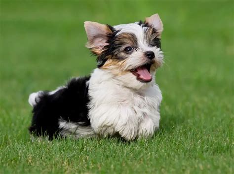 Parti Yorkshire Terrier Breeders