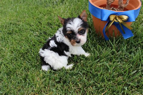 Paw Yorkies