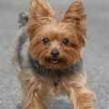 Pic Of Yorkie