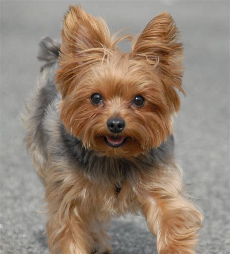 Picture Of Yorkies