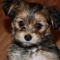 Pictures Of Shih Tzu Yorkie Mix Puppies