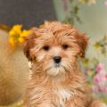 Pictures Of Shorkie Puppies