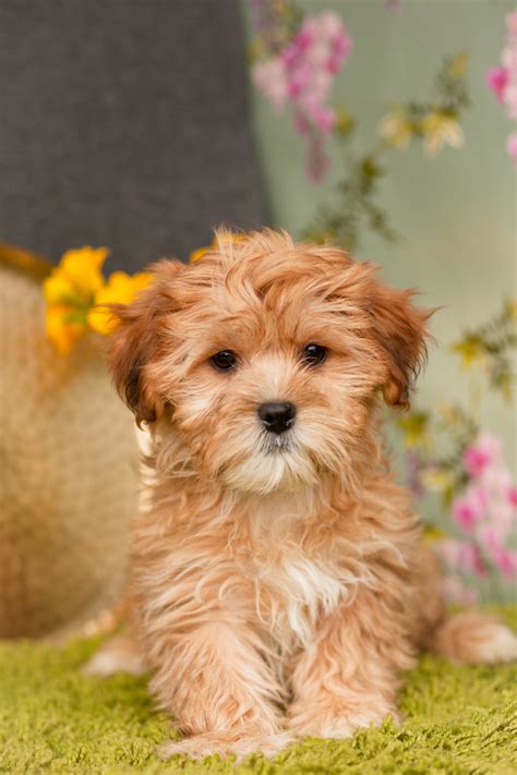 Pictures Of Shorkie Puppies