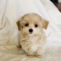 Pictures Of Teacup Yorkie Poo Puppies