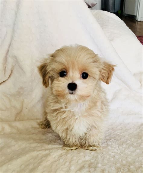 Pictures Of Teacup Yorkie Poo Puppies