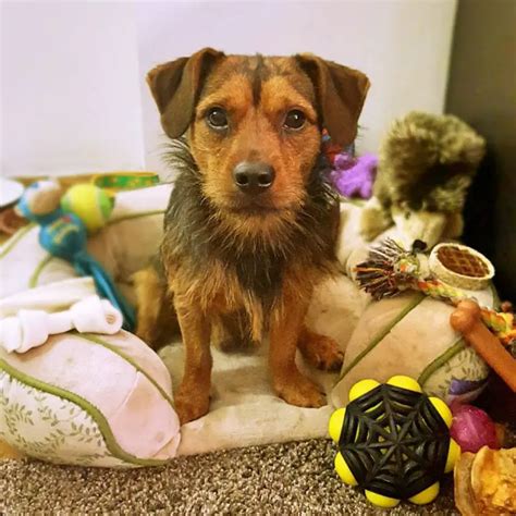 Pitbull Yorkie Mix Puppies