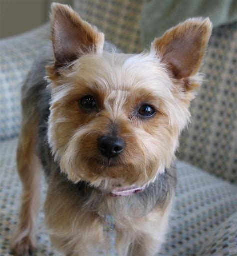 Pocket Yorkshire Terrier