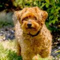 Poodle Yorkie Mix Price