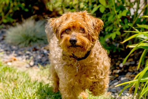 Poodle Yorkie Mix Price