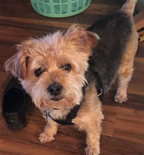 Poodle Yorkie Terrier Mix