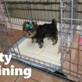 Potty Training A Yorkie Male Puppy