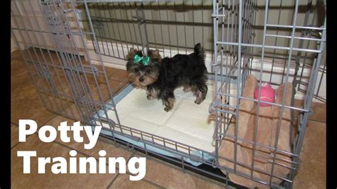 Potty Training A Yorkie Male Puppy