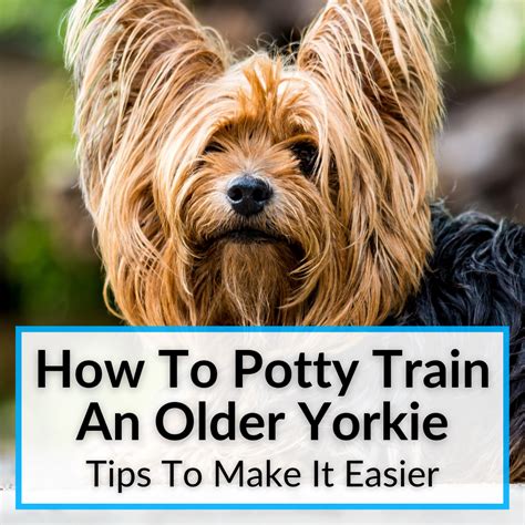 Potty Training An Older Yorkie