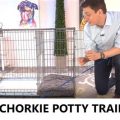 Potty Training Chorkie Puppy