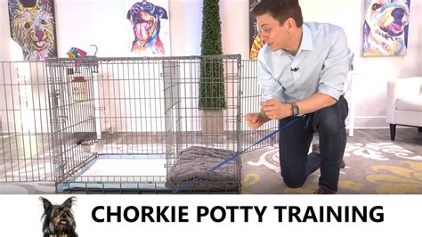 Potty Training Chorkie Puppy