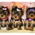 Potty Training Teacup Puppies