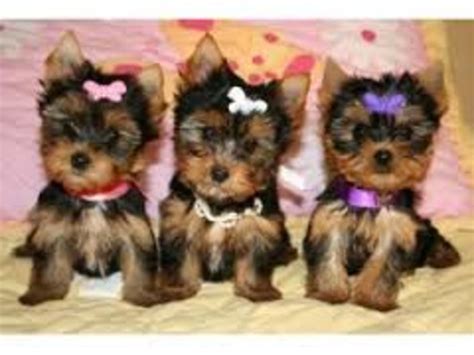 Potty Training Teacup Puppies