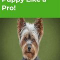 Potty Training Your Yorkie Puppy