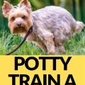 Potty train a Yorkie