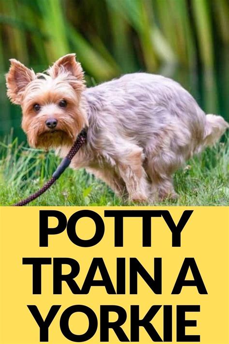 Potty train a Yorkie