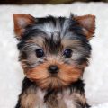 Price Of Miniature Yorkie