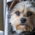 Pros And Cons Of Yorkie