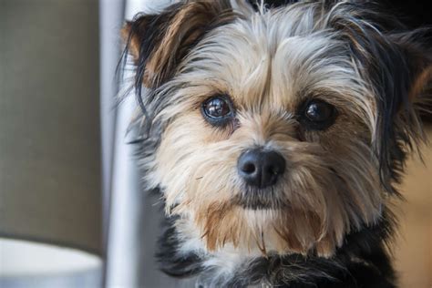 Pros And Cons Of Yorkie