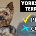 Pros and Cons of Yorkie Ownership